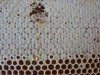 Bienenwaben